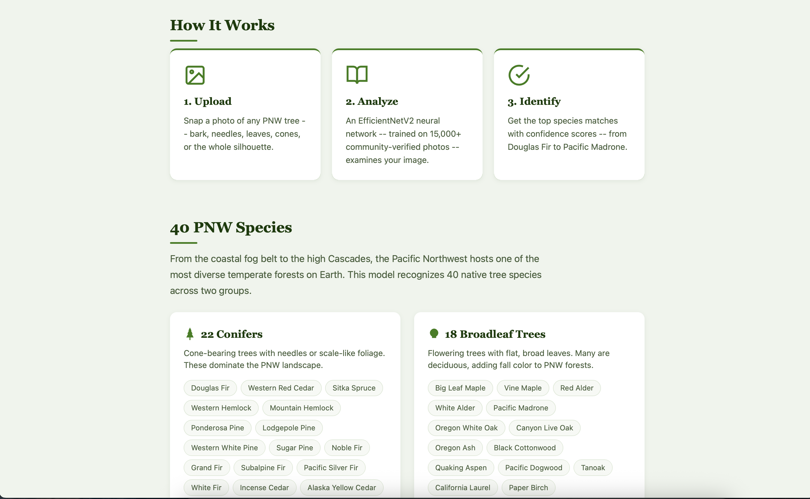 Screenshot of the PNW Tree Identifier home page showing the green forest-themed header, image upload area, and three-step 'How It Works' pipeline cards.